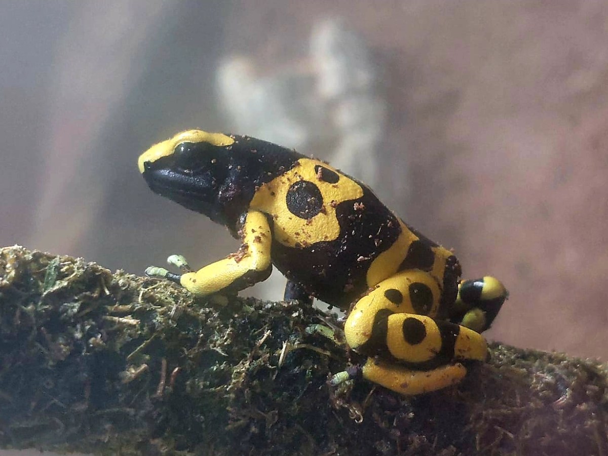 Black and yellow frog with spots perched on a mossy branch.