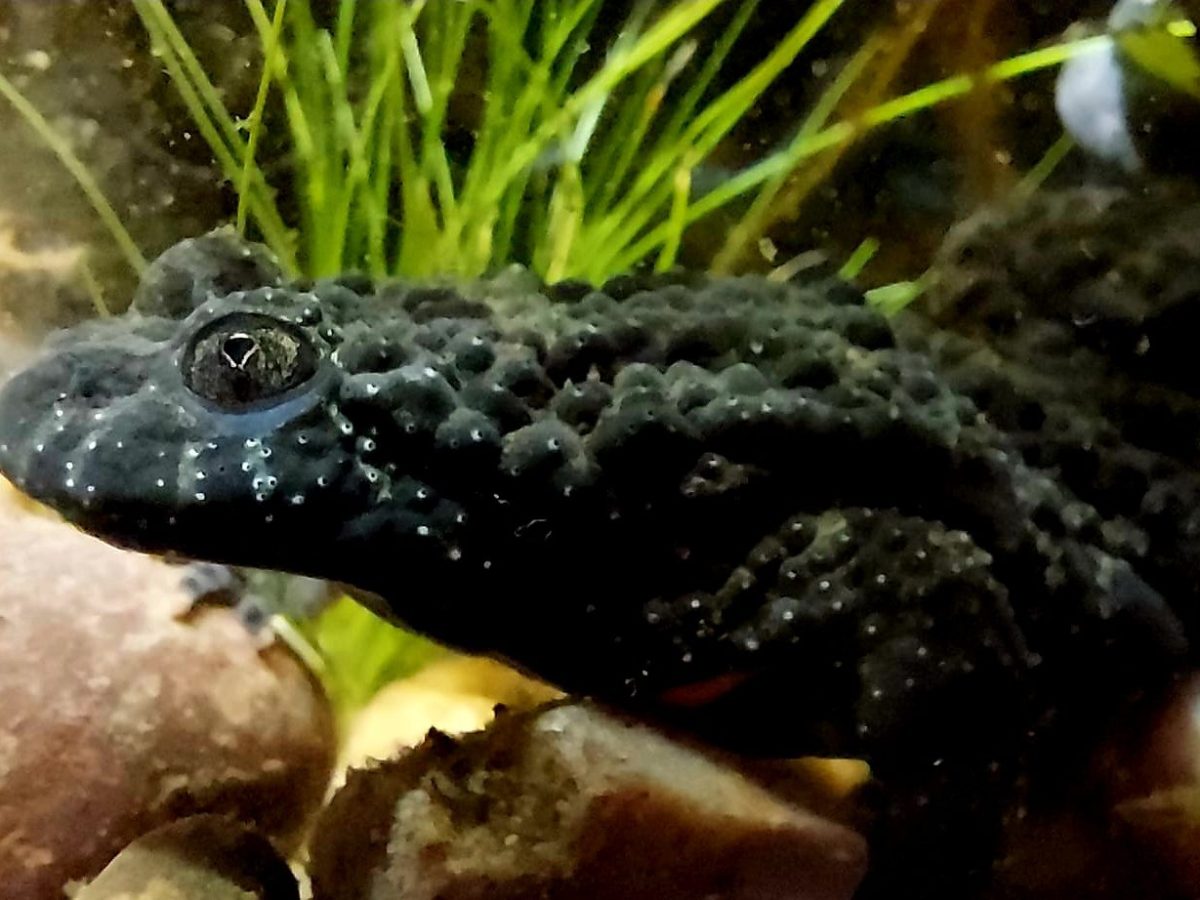 Bumpy-skinned fire-bellied toad in an aquatic habitat, surrounded by rocks and plants.
