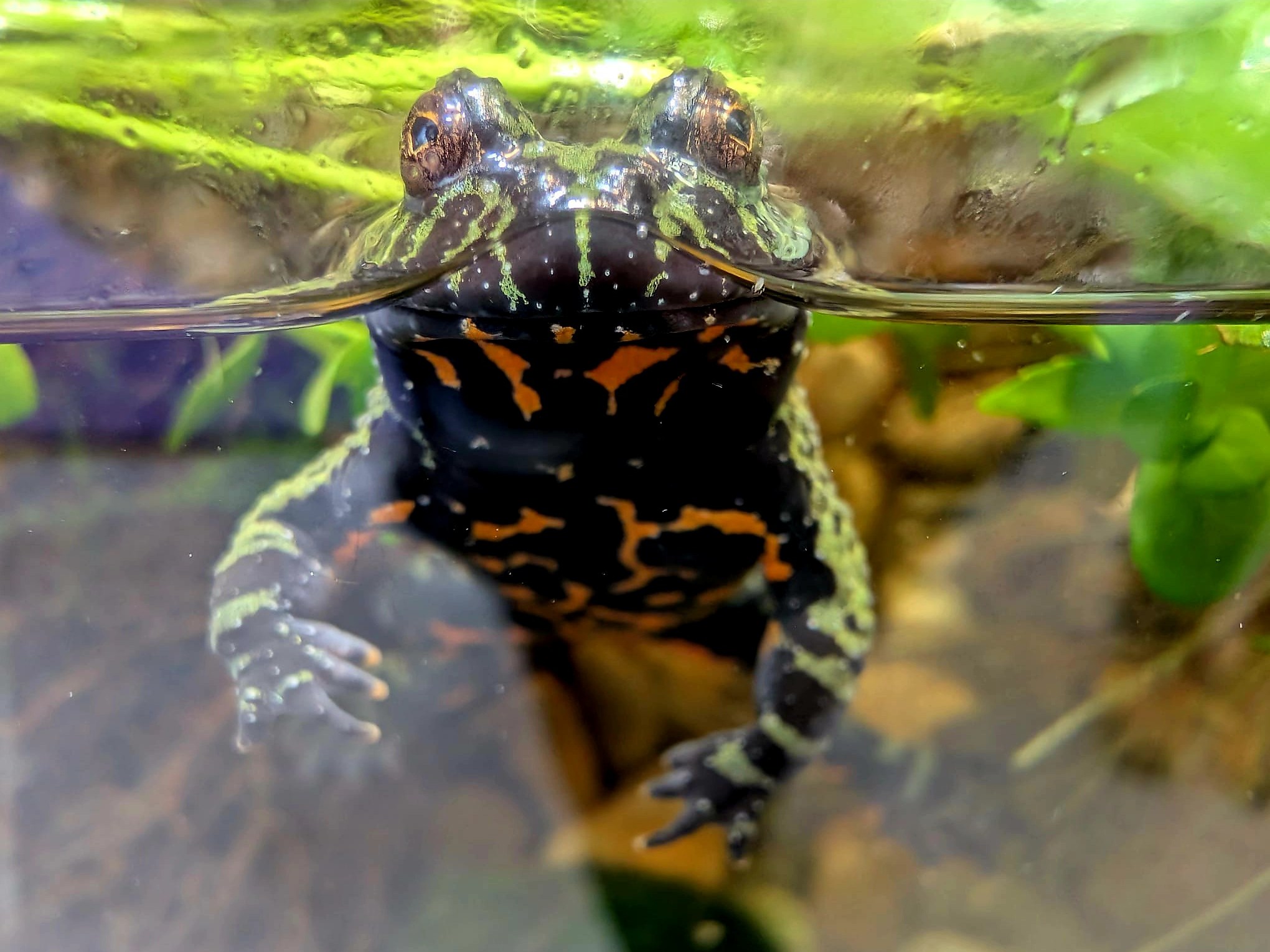 Close-up of a fire-bellied toad partly submerged in water, with plants in the background.