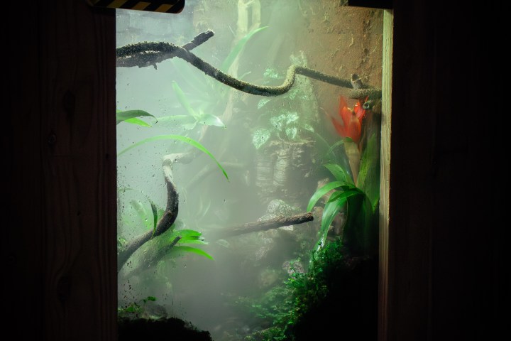 Foggy terrarium with branches, green plants, and red flower.