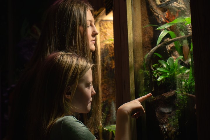 Two girls looking closely at a terrarium with tropical plants and branches.