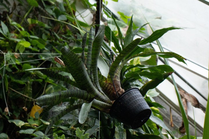 Hanging potted plant with long, narrow leaves in a greenhouse.