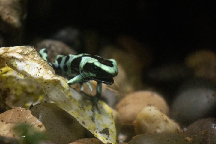 A green and black frog on rocks and a leaf.
