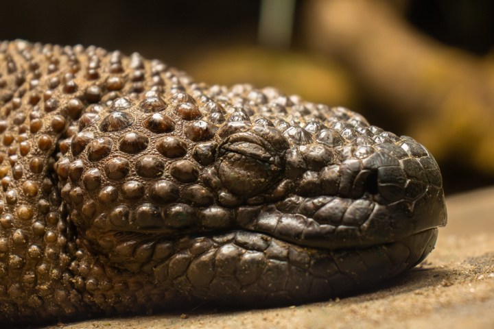 Close-up of a scaly reptile with eyes closed, resting on a sandy surface.