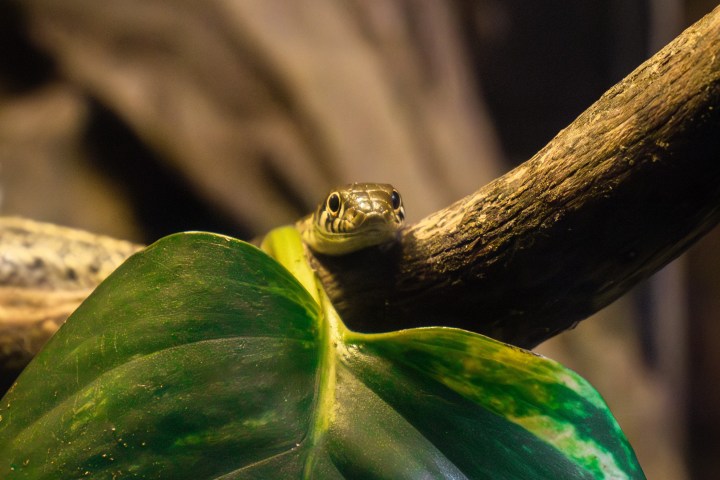 Snake head peeking over a leaf on a branch in a dim environment.