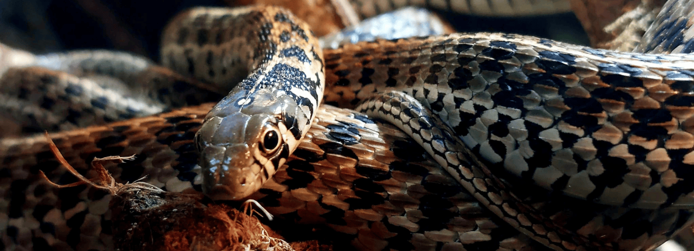 Vendenum Vital Venoms & Practical Poisons | Nature’s Deadliest Defences