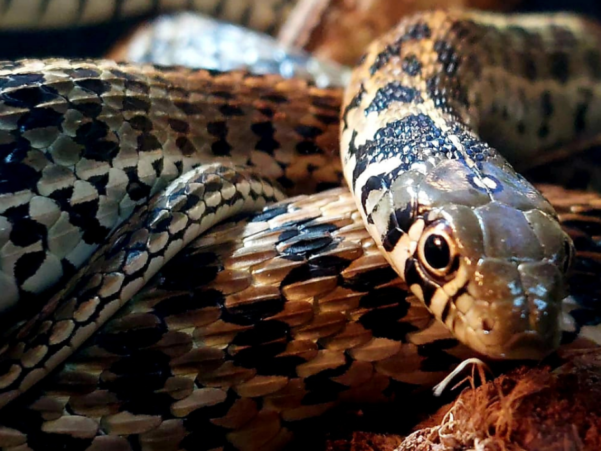 Close-up of a coiled checkered garter snake with patterned scales and intense gaze.