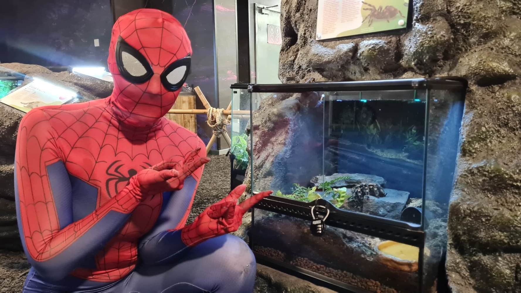 Person in Spider-Man suit posing by a reptile tank in an exhibit.