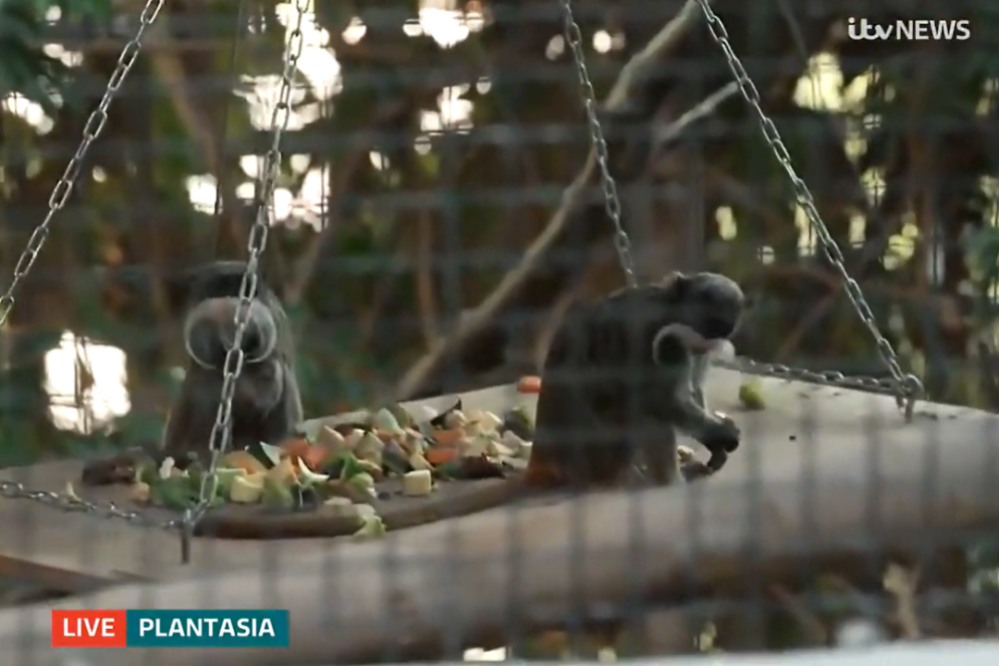Two monkeys eat fruit on a hanging wooden platform behind a wire fence.