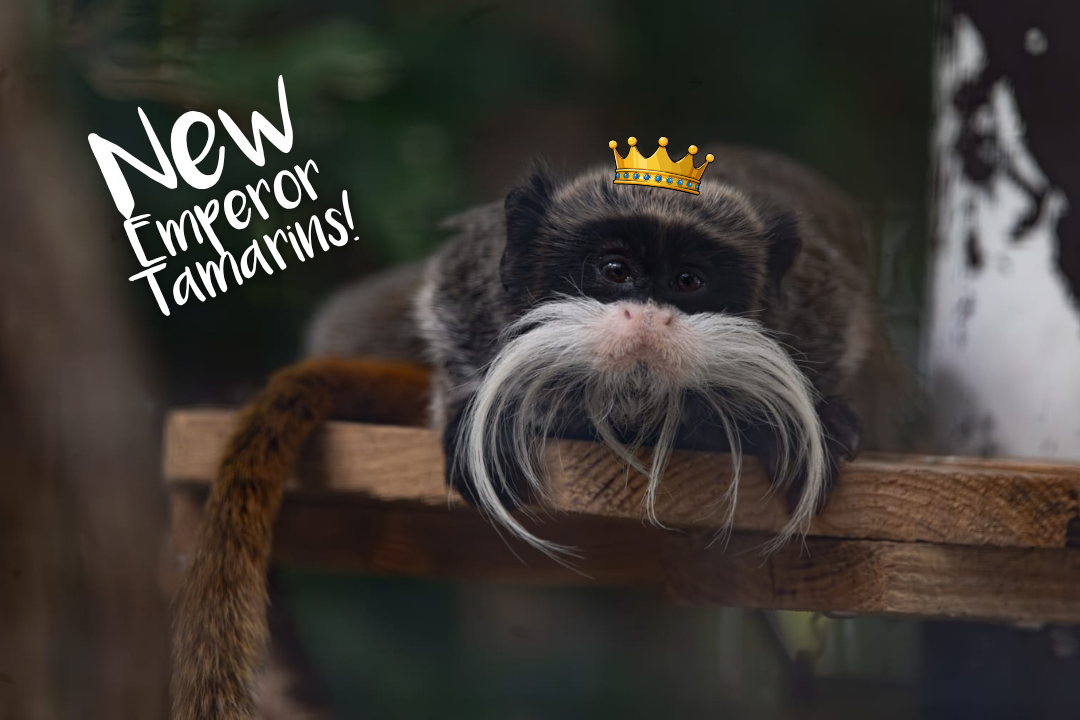 Emperor tamarin on a branch wearing a cartoon crown, text: 'New Emperor Tamarins!'