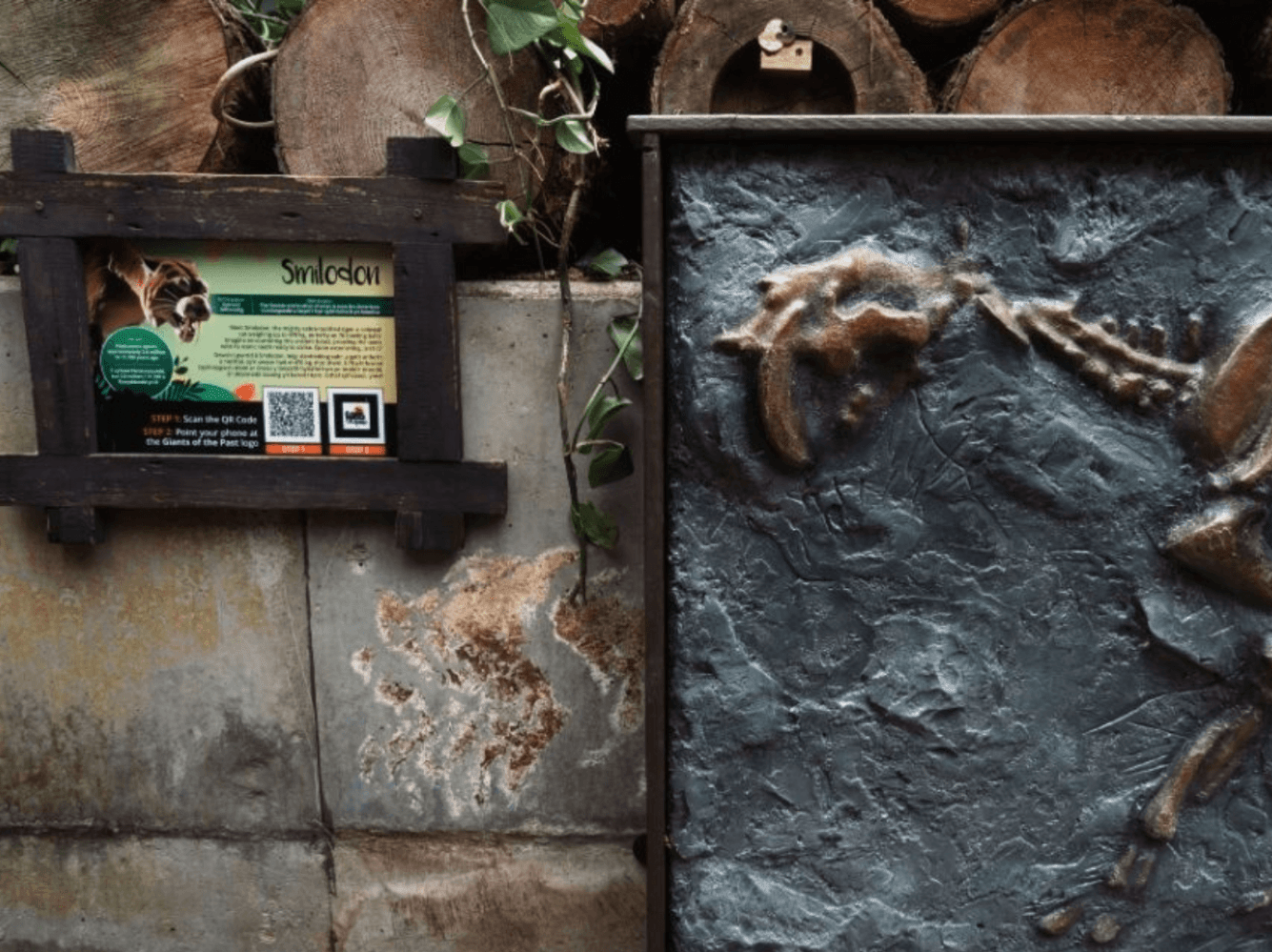 Dinosaur fossil display with information board outdoors.